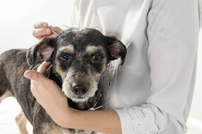 Can Acupuncture Help My Dog?