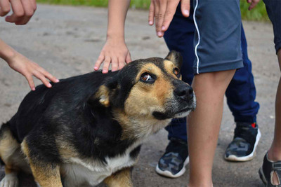 Tips to Consider if Your Dog is Scared of Children